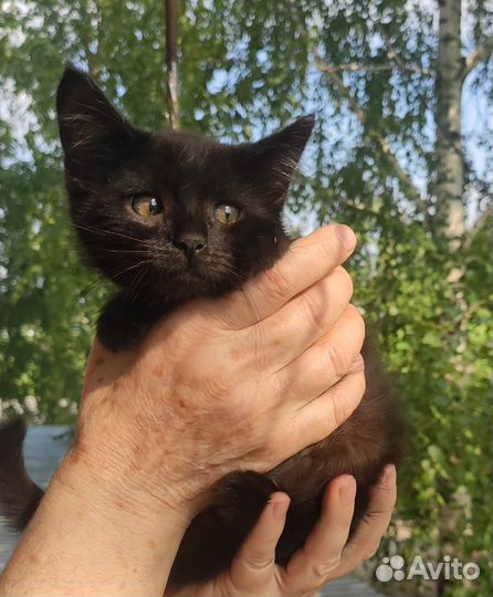 В добрые руки