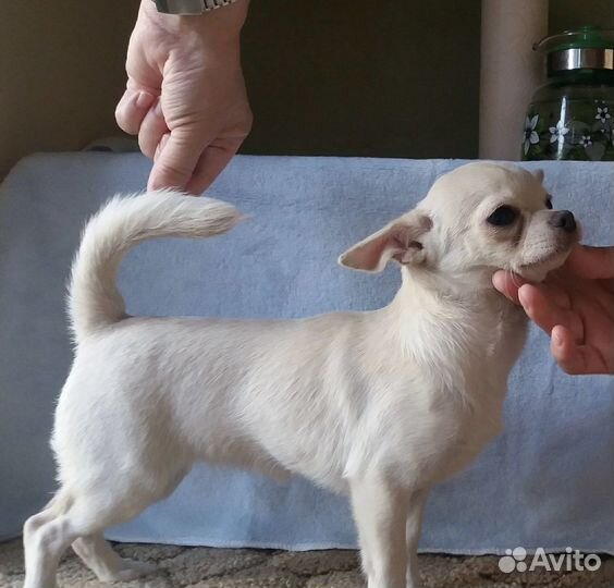 Чихуахуа девочка мини