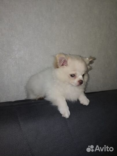 Щенки чихуахуа