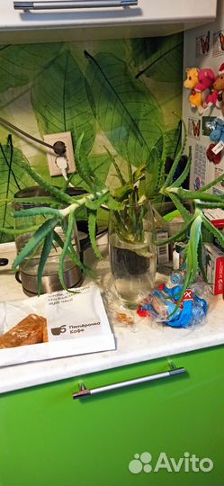 Алоэ лечебный