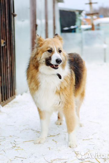 Собака Фрося бесплатно