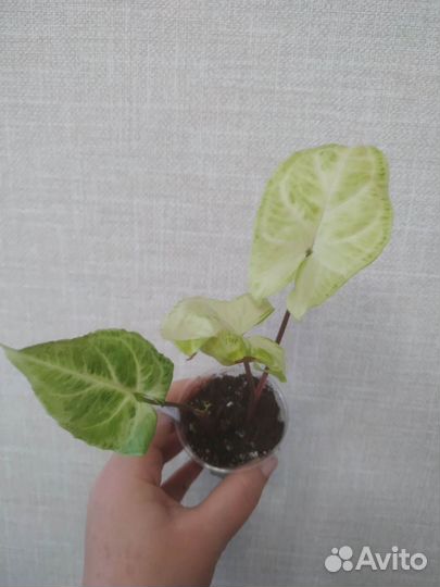 Сингониум Golden Venetion