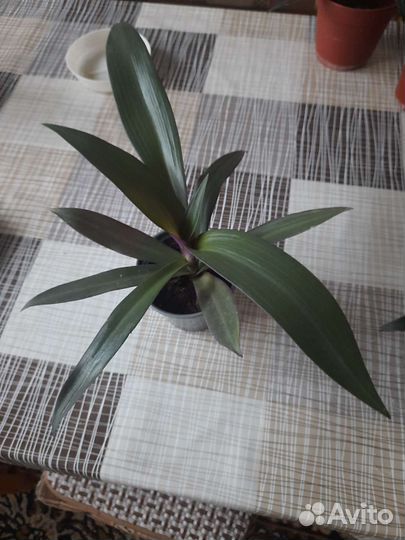 Традесканция рэо