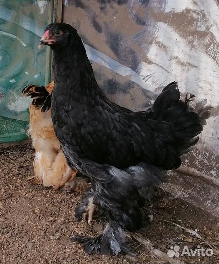 Продам или обменяю Петушков Брама