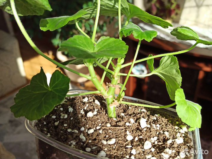 Пеларгония Античная роза