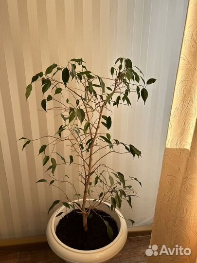 Фикус бенджамина