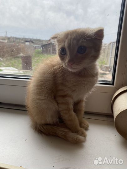 Отдам вислоухого котенка