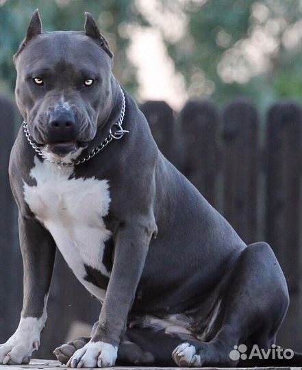 Выгул и Уход за домашними питомцами