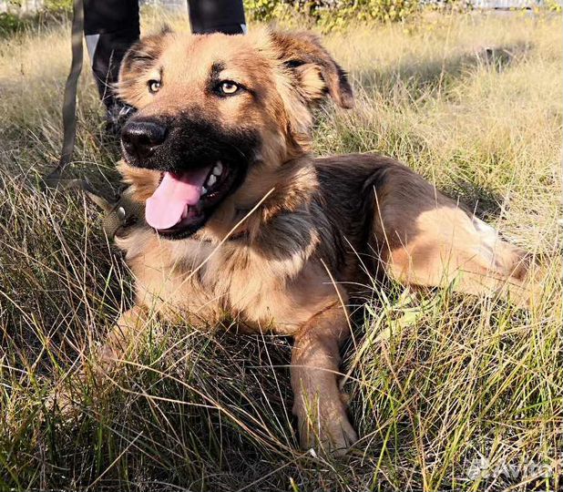 В добрые руки