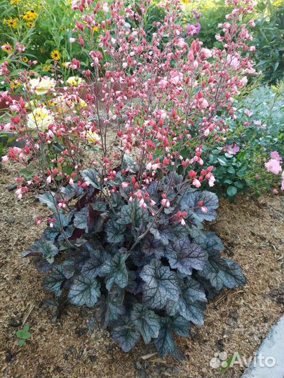 Садовые многолетники