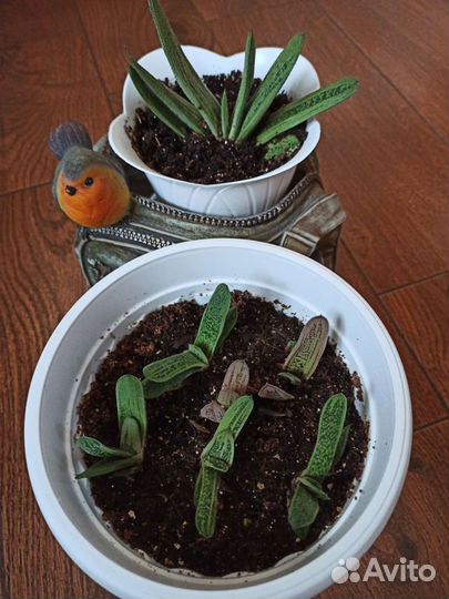 Редкие суккуленты