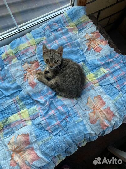 Котята в добрые руки бесплатно