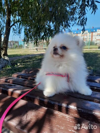 Шпиц кремовый (мини мишки)