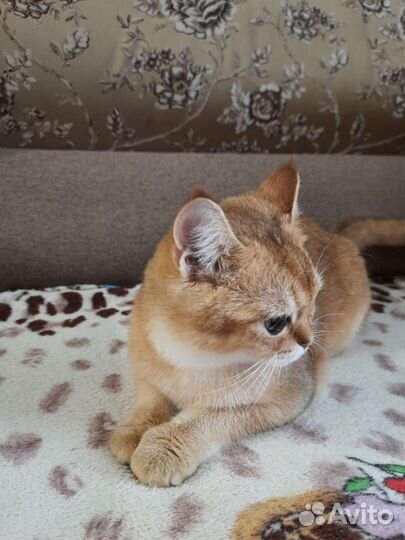 Котик золотой британец