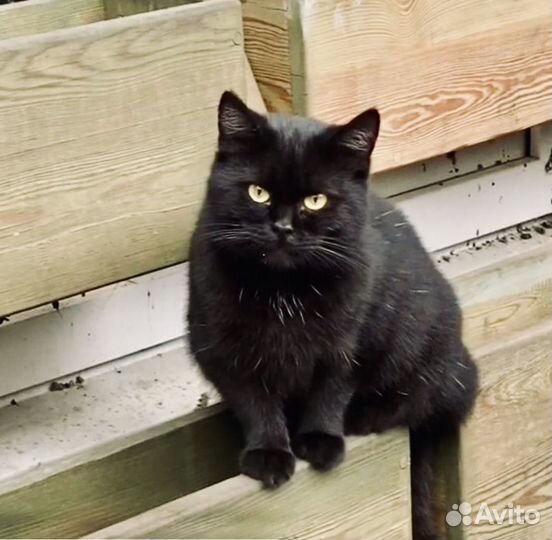 Кошечка ласковая в дом