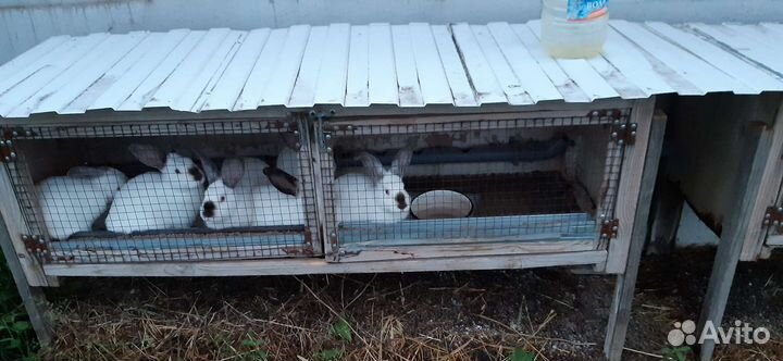 Калифорнийские кролики и микс нзб +калифорния