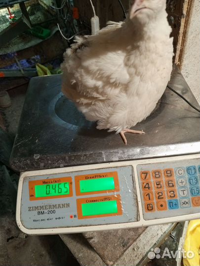 Инкубационное яйцо. Белый гигант