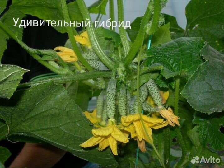Семена удивительного гибрида огурца