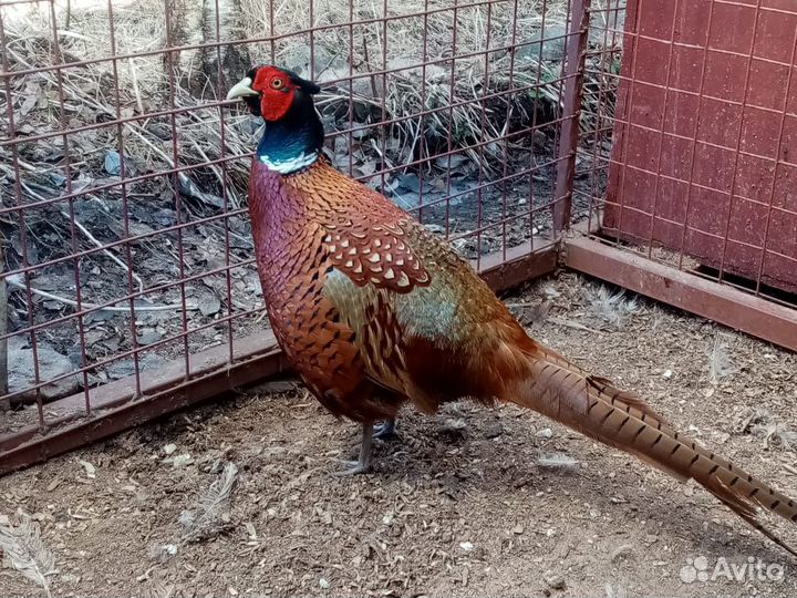 Охотничй фазан