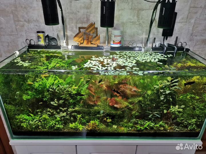 Аквариумные растения