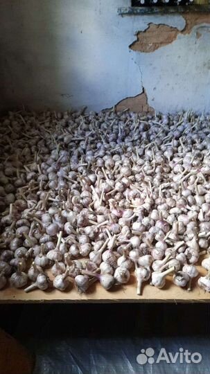 Чеснок 