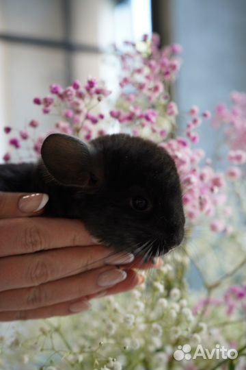 Шиншилла эбони экстратемная