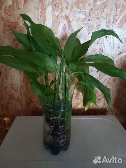 Спатифиллум