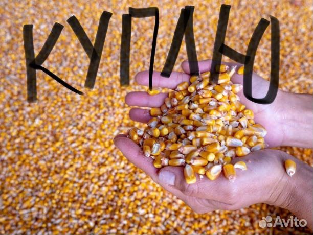 Кукуруза оптом