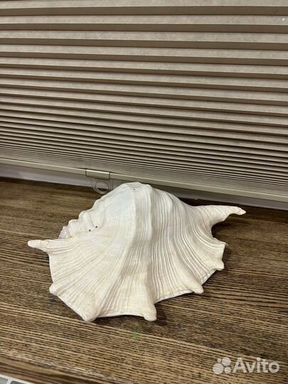 Ракушка морская большая 25 см