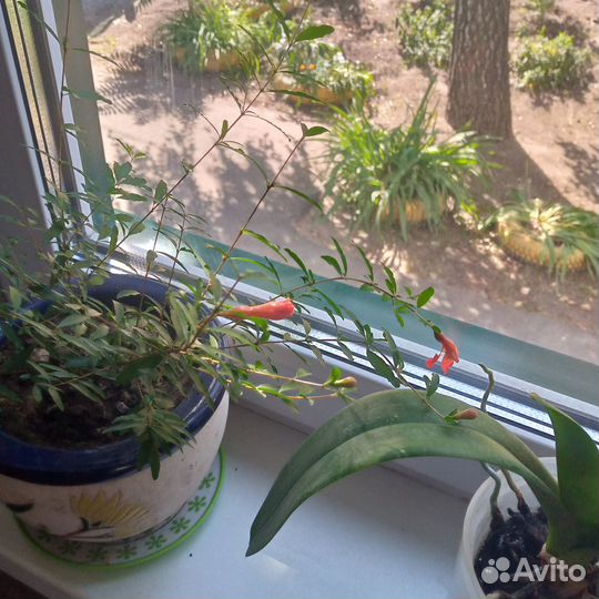 Комнатные растения