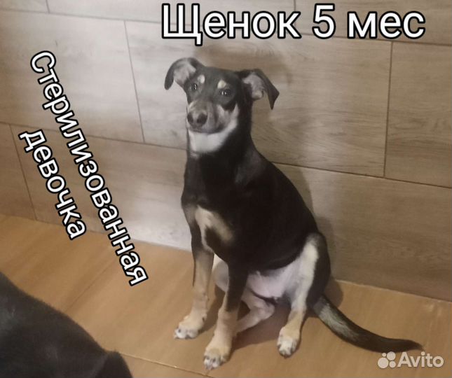 Щенки мальчики