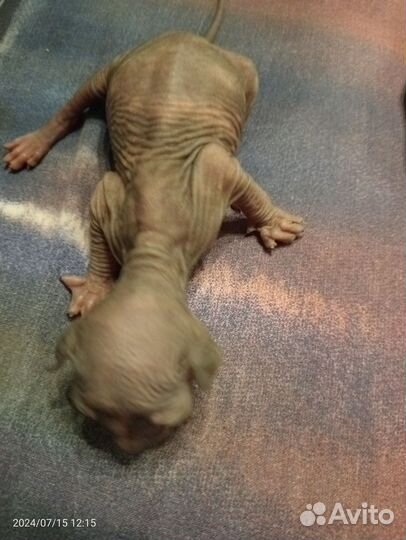 Бронирование котят породы канадский сфинкс