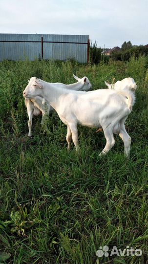 Козел на племя