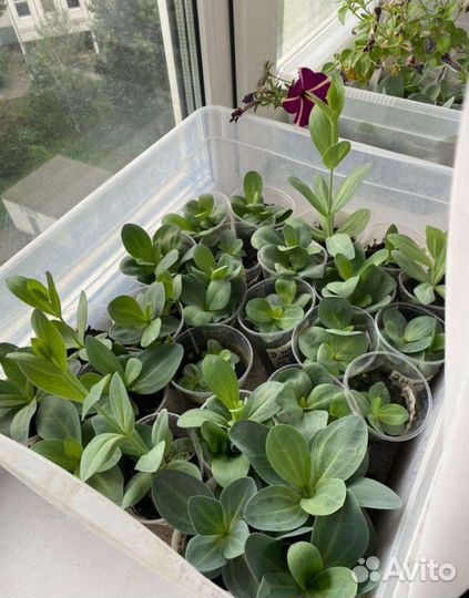 Рассада эустомы оптом