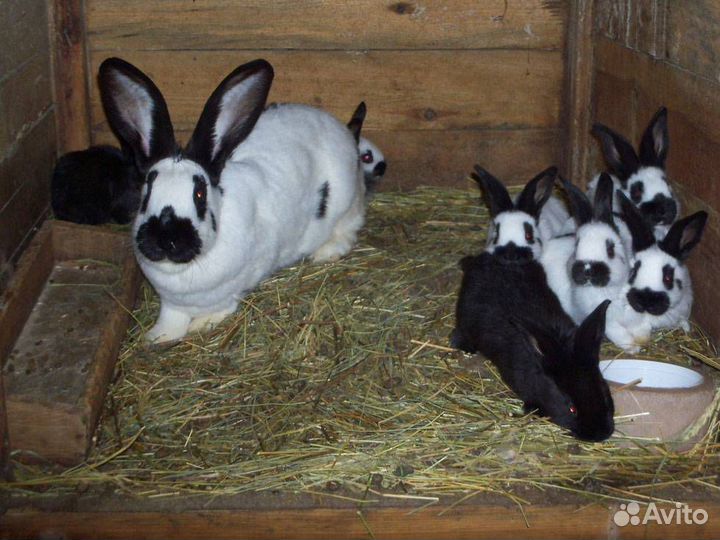 Кролик немецкий пестрый строкач