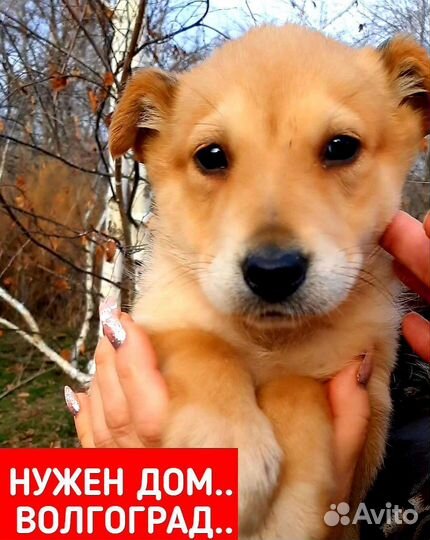 Собака, рыжее счастье