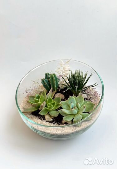 Флорариум. Суккуленты. Подарочная композиция