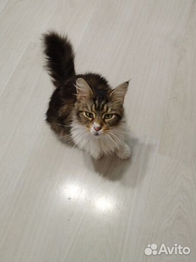 Кошка бесплатно в дар