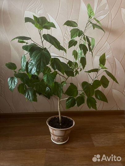 Гибискус 85 см фикус 80,драцена 80