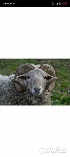 Овцы и бараны живым весом