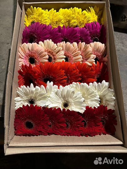Цветы герберы
