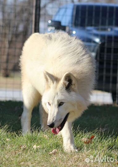 Огромные волкособы в арктическом типе