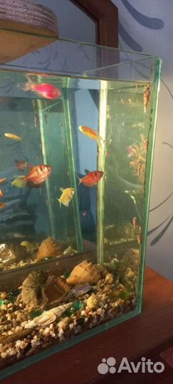 Улитки аквариумные Мелинии