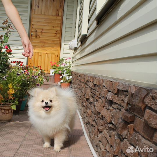 Померанский шпиц мини