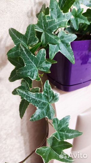 Хедера пестролистная детки, плющ