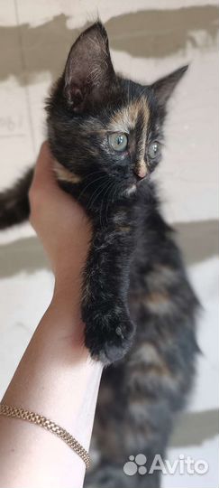 Котенок в добрый руки