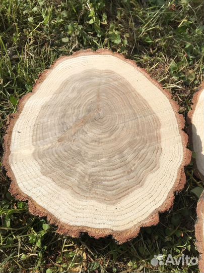 Торцовые спилы дуба