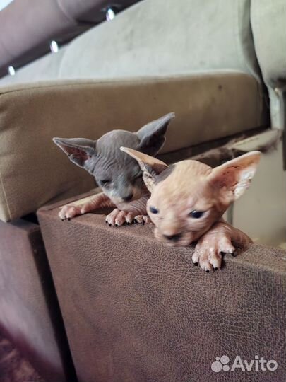 Канадский сфинкс