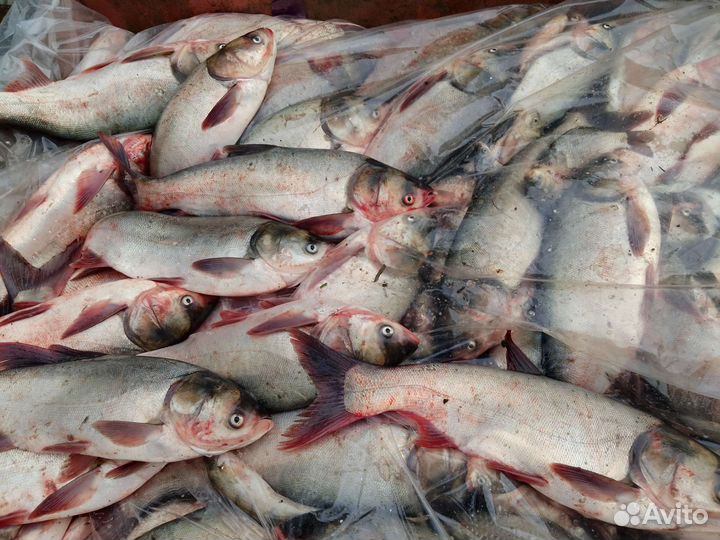 Живая рыба. Толстолобик, карп. Малек карпа