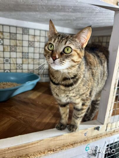 Кошечка в добрые руки